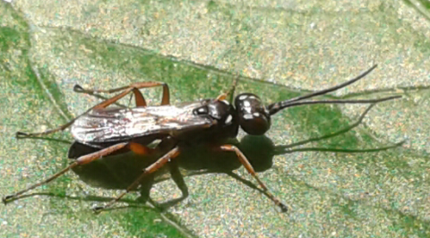 Pompilidae : Agenioideus sp.?